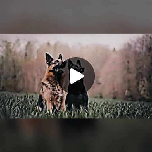 Us💕 @mattie_random @zia_thedog @..cupid_the.w0lf.._ @reaper_the_german_shep_ @black_thedog.0 @amelia_the_husky @_..hades.the.wolf.._
