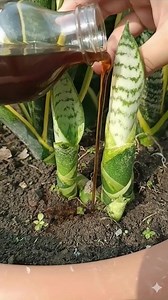 How to Trigger Snake Plant Pups and Multiply Your Plants Fast | Homestead Gardening