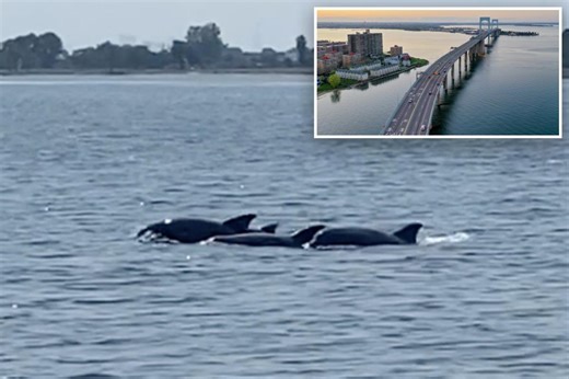 Long Island Sound’s toxic ‘dead zones’ hit historic low — which could mean a surge in wildlife