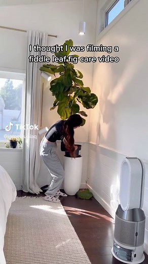 Troubleshooting a Dropping Fiddle Leaf Fig: A Plant Care Journey