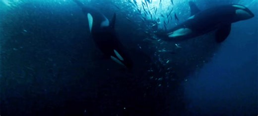 Amor por las Orcas: Especies en Peligro