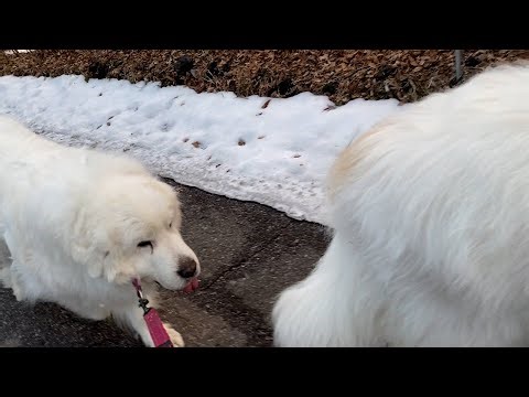 【ルンルンの裏庭】小雪舞う散歩道