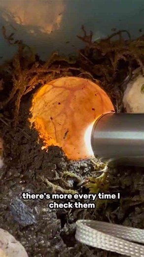 My snapping turtle eggs are moving