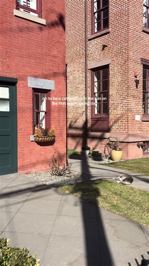 caught these cats while on a walk and stopped in my tracks 🥹🥹 (I wish I were them) #spring #calming #sunbathing #cats #nj