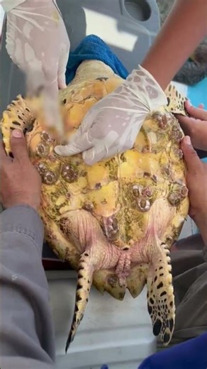 Rescuing a Turtle Covered in Barnacles! 🐢🔥 #shor