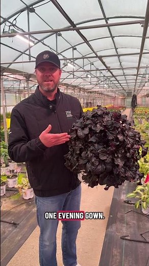 Heuchera Sultry Night🌚 | Walters Gardens
