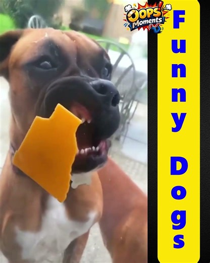 Human Funny Fails | Oops Moments