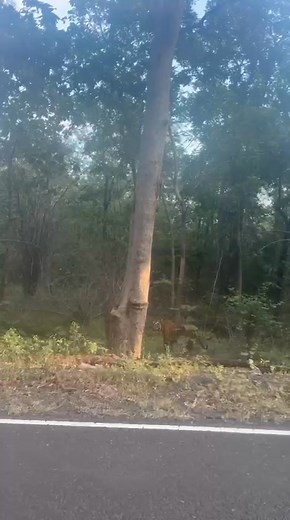 K-MARK FEMALE Agressive Behaviour after Losing her cub in accident. . #wildlifephotograpy #safari #forest #tiger #naturelover #tadobaandharitigerreserve #forest | UmredKarhandlawildlifesanctuary