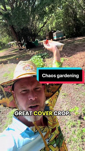 Chaos gardening techniques and tips! Cheap easy and fun! Start with bird seed sunflowers and dry beans and hope for rain or soak them overnight! 🙌🫘🌱🌻😁