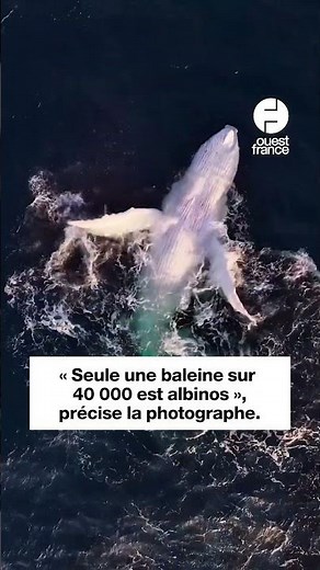 Un jeune baleineau à bosse albinos filmé sur la côté australienne