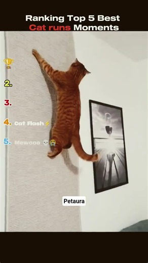 Top 5 Funniest Fast Cat Runs and Zoomies! 😹🐾 (Fastest Cats Ever)