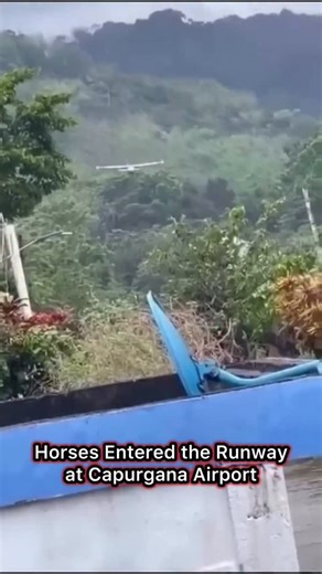 AirwayBuzz on Instagram: "Horses Entered the Runway at Capurgana Airport in Colombia At Narcisa Navas de Capurgana Airport in Colombia, horses that breached the perimeter fencing entered the runway following the landing of a single-engine aircraft on January 31, 2026. No collision or injuries were reported in the incident. Colombia’s civil aviation authority, Aeronáutica Civil, launched an inspection focusing on perimeter control and infrastructure at the airfield. In NOTAMs issued for CPB, pilo