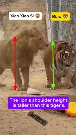 African Lion or Siberian Tiger: Which Is Taller?