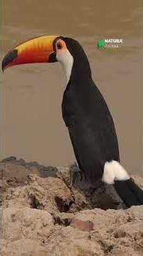 😱 Why the Toco Toucan's Beak is a BIZARRE Survival Superpower! 🦜