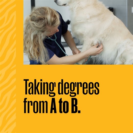 1.9K views | An associate degree can become a bachelor's with the BS in veterinary technology program from Mizzou’s College of Veterinary Medicine. Apply at mizzou.us/vet-tech-bs *Paid Content | National Association of Veterinary Technicians in America (NAVTA) | Facebook