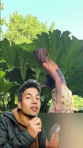 🦕 Meet Gunnera Manicata — The Plant That Looks Straight Out of Jurassic Park