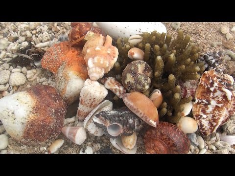 Walking on the beach of the island discovered many shells