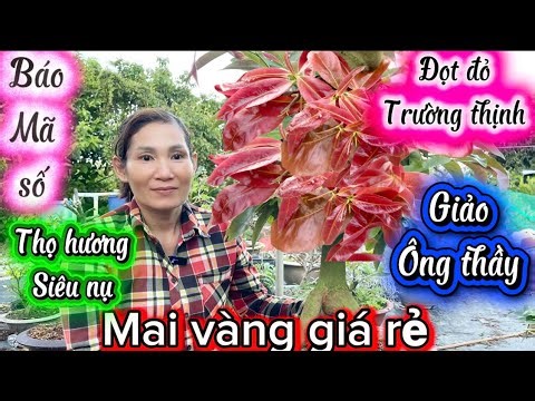 7-3-2026☎️0938 996 062👉Thùy Linh🌲mai mai vàng rẻ báo mã số thọ hương siêu nụ-giảo ông thầy