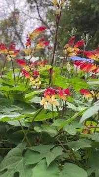 Firecracker Vine in full bloom❤️