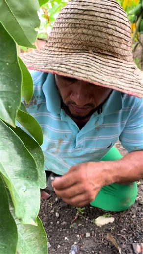 Cómo Capar Árboles de Guanábanas