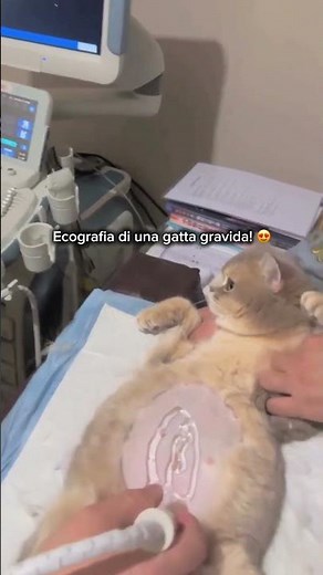 Ecografia di una gatta gravida! #gatti #medicinaveterinaria #gatta