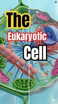 The Eukaryotic Cell