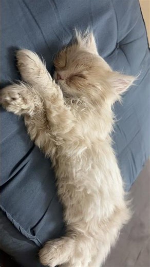 #cat #catlife #adorably #reels #adoreble #kitten #cute #love #cutecat #pets #viewable #astonishing