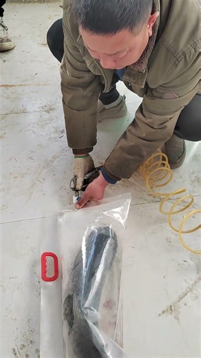 Inside Seafood Factory: Daily Fish Packing Process