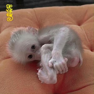 13K views · 196 reactions | So Pityful!! Trying To Stop Baby Monkey From Such A Habit | Edgie Nick Connors | Facebook