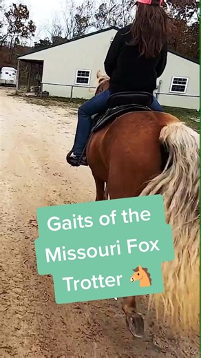 Understanding Fox Trotter Gaits in Horseback Riding