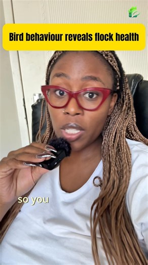 Feed management shapes flock development