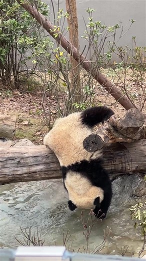 Hilarious Panda Compilation You Can't Miss