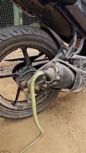 "You Won’t Believe What’s Hiding in This Motorcycle Exhaust! 😱🐍 Must See!