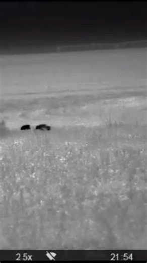 Manejo realizado com sucesso ! .#javali #hogs #pig