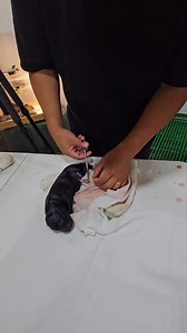 44K views · 623 reactions | How to raise well-behaved puppies? Follow us, and we will show it to you. #alabai #goodalpha | Supero Dog Farm | Facebook