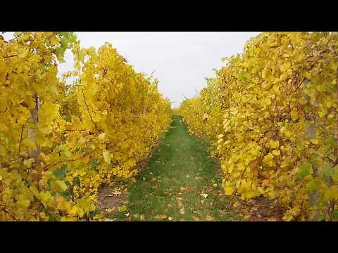 Summer Pruning of Grapevines - Grape Video #34