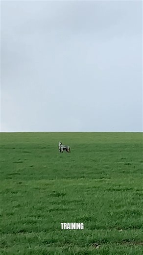 ENGLISH SETTER’s DAILY TRAINING