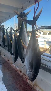 Williams Party Boats on Reels