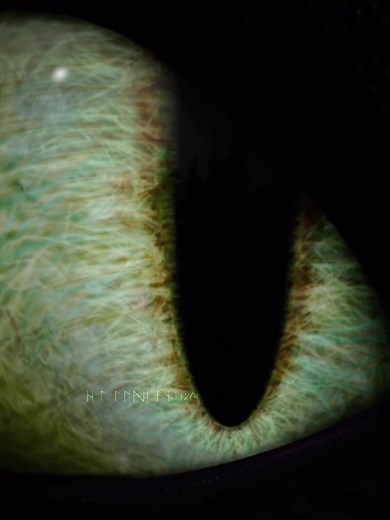 Toothless Roars: Epic Night Fury Moment