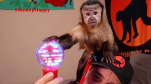 Watch this curious capuchin monkey react to some awesome new light up toys! 🐒 How cute is @MonkeyHappy from 1-10? 😍 | MonkeyBoo