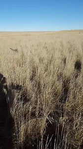 South Dakota pheasant hunting | Cold Front Waterfowl