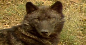 Science Trek:D4K: Predators