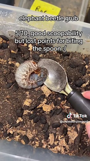 Rating the Scoopability of Bug Zoo: From Isopods to Tarantulas