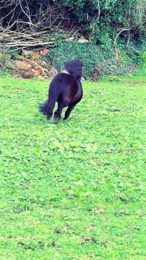 Pony Fun with Dogs: Joyful Moments to Watch