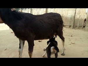 How Goats Nurse Their Babies: Essential Guide for New Owners, part 2 #shorts