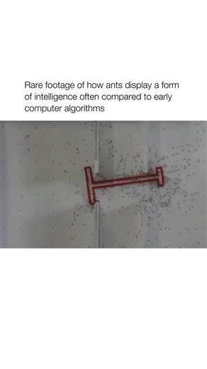 ridereels💨™ on Instagram: "Ants Solve Complex Mazes Better Than Most Early Computers. 🤯 Researchers at the University of Sheffield proved ants possess a shocking form of "collective intelligence." They placed hundreds of ants in a maze to find food and discovered the colony didn't just wander—they cooperated, using pheromones to mark successful routes, collectively optimizing the path over time. This remarkable ability to adapt and share information is often compared to early computer algorith