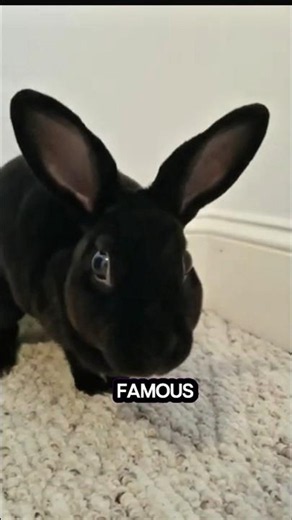 Rabbit breeds you should know | Top 5 rabbit breeds