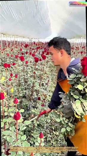 Cueillette à l'aube : comment les serres synchronisent la floraison parfaite