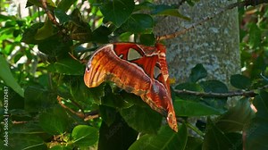 Amazingly, the large reddish-brown butterfly has a beautiful and formidable pattern..The wings of a large red butterfly cling to a branch..The incredible beauty of nature. green leafs background..
