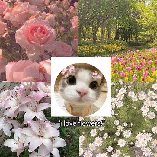 ‪@CATS_LOVER-E5C‬ #bffs